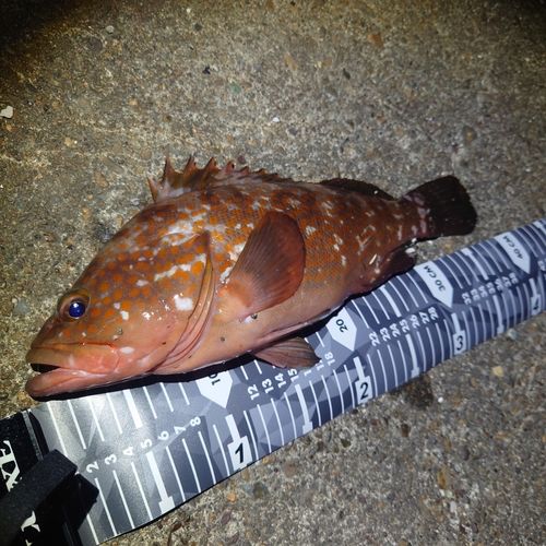 アコウの釣果
