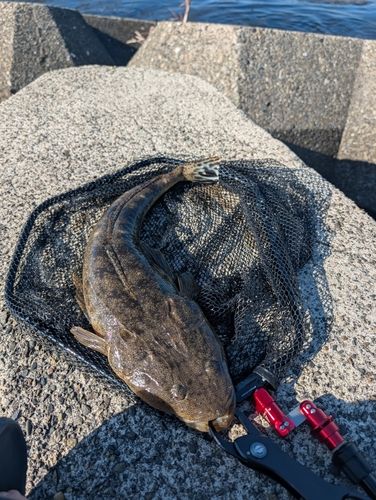 マゴチの釣果