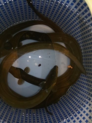 ウナギの釣果