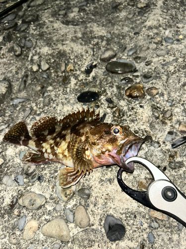 カサゴの釣果