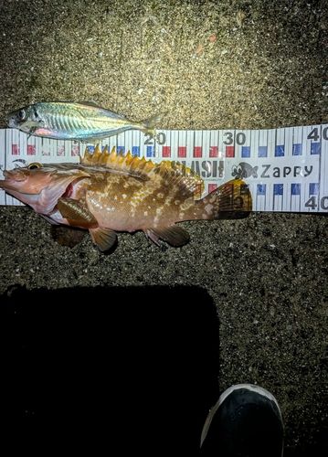 アコウの釣果