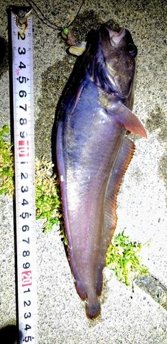 ドンコの釣果