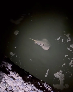 アカエイの釣果