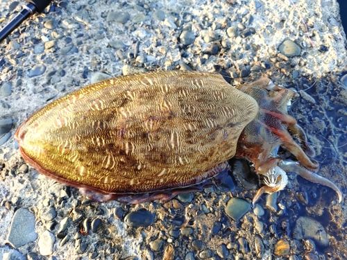 コウイカの釣果