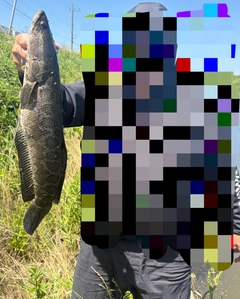 ライギョの釣果