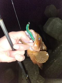 アコウの釣果
