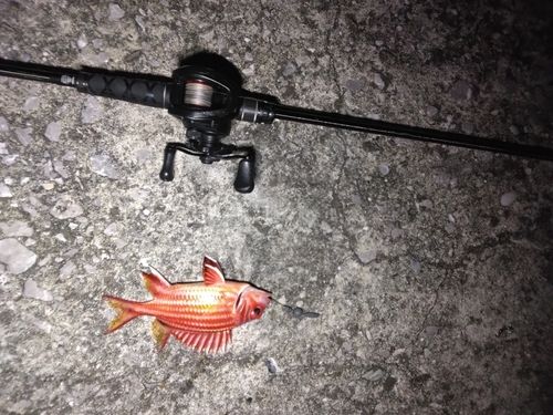 アヤメエビスの釣果