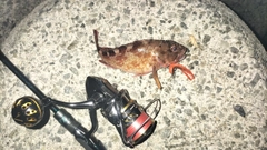 ガシラの釣果