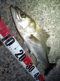 フッコ（マルスズキ）の釣果