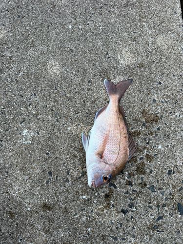 タイの釣果