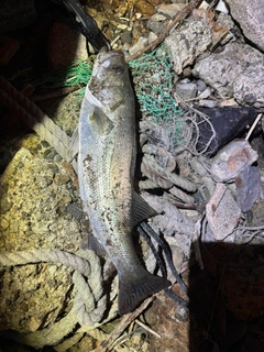スズキの釣果