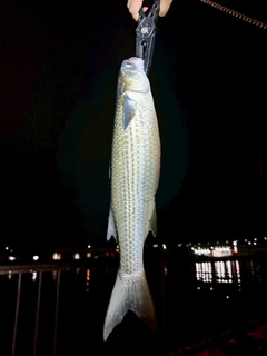 ボラの釣果