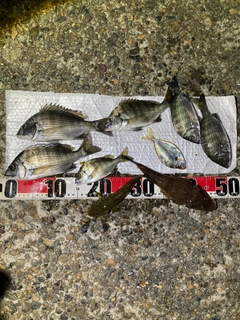 クロダイの釣果