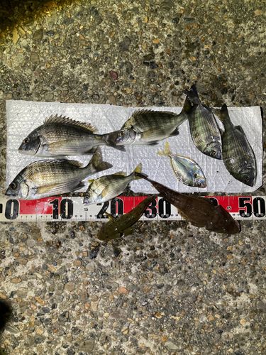 クロダイの釣果