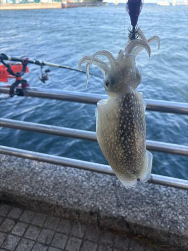 シリヤケイカの釣果