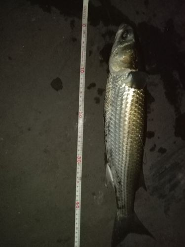ボラの釣果