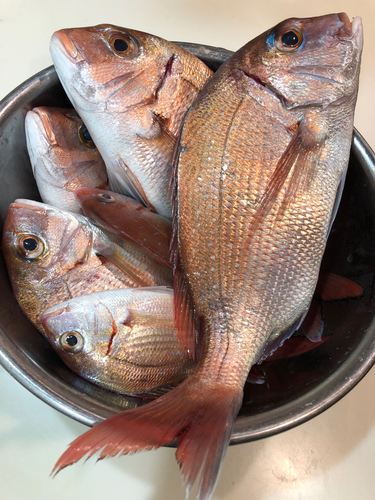 マダイの釣果