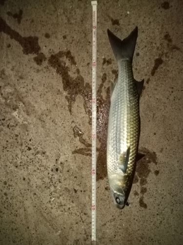 ボラの釣果