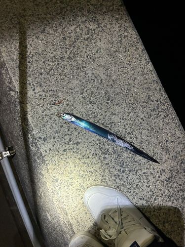 アコウの釣果