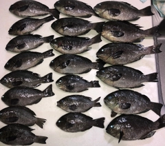 グレの釣果