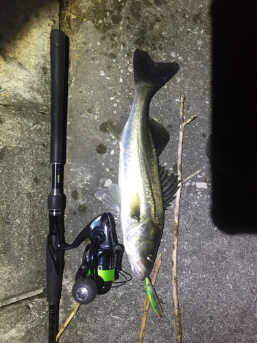 シーバスの釣果