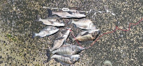 チヌの釣果