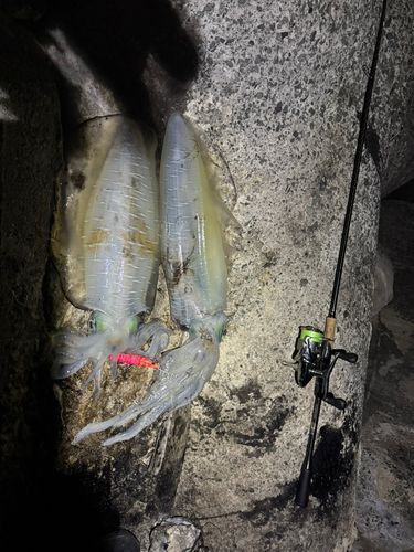 アオリイカの釣果