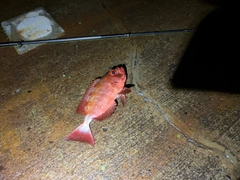ホウセキキントキの釣果