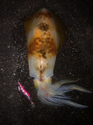 アオリイカの釣果