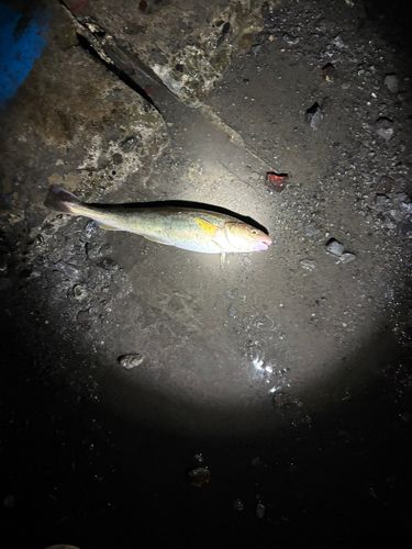 コマイの釣果