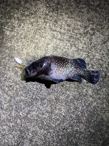 マゾイの釣果