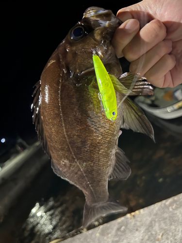 シロメバルの釣果