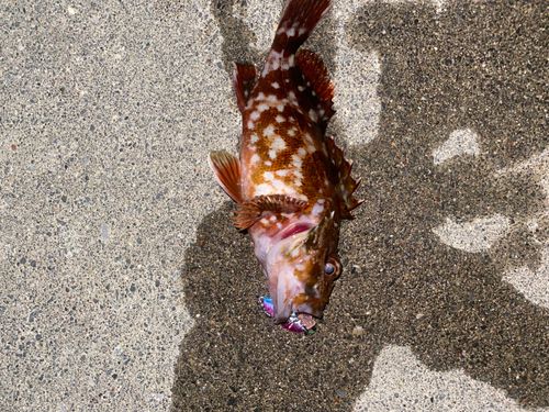 カサゴの釣果