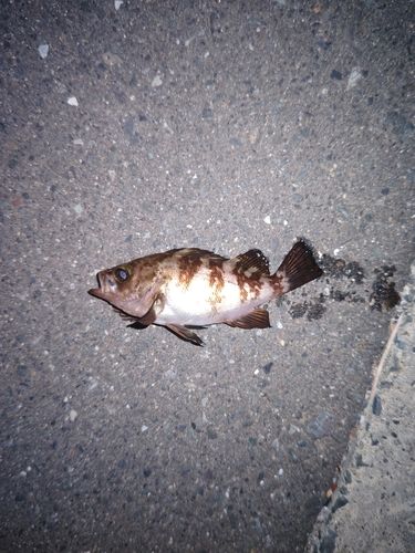メバルの釣果