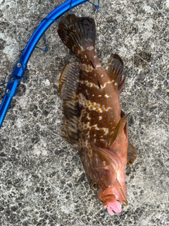 キジハタの釣果