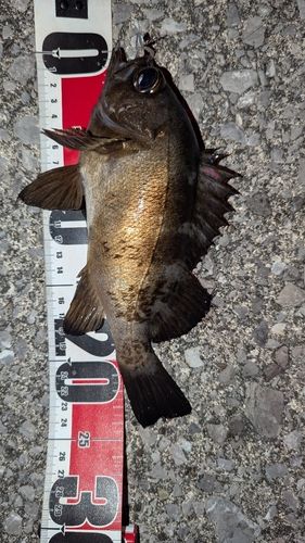 メバルの釣果