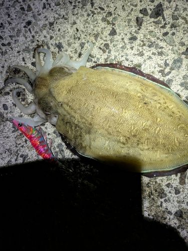 モンゴウイカの釣果