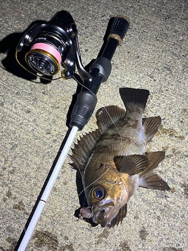メバルの釣果