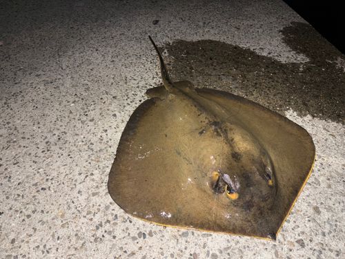 アカエイの釣果