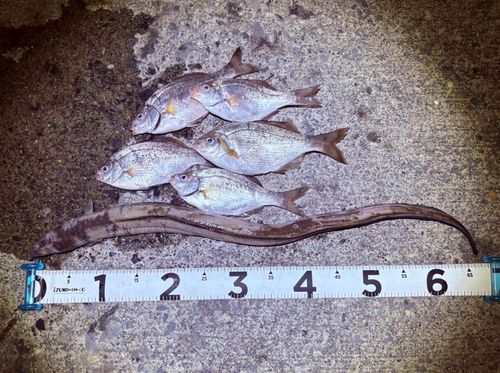 アナゴの釣果