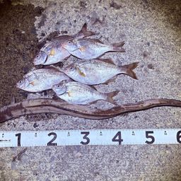 ニワカ釣り師 さんの釣り人プロフィール - アングラーズ | 釣果600万件