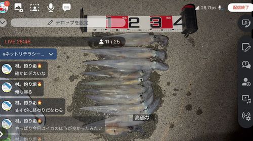 ヤリイカの釣果