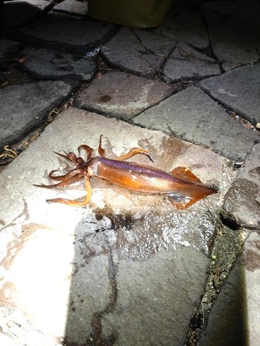 スルメイカの釣果