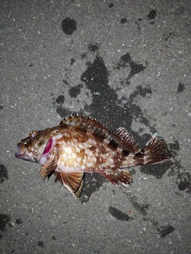 クロソイの釣果