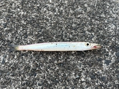 カマスの釣果