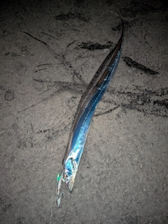 タチウオの釣果