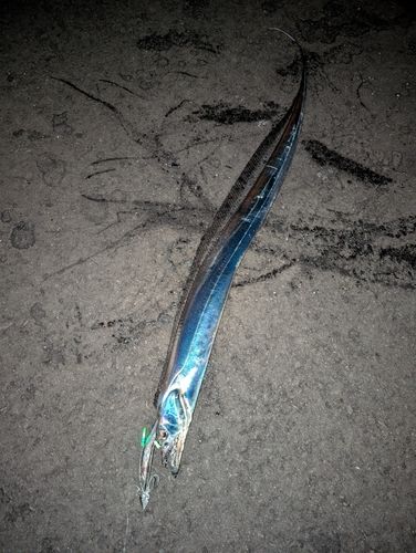 タチウオの釣果