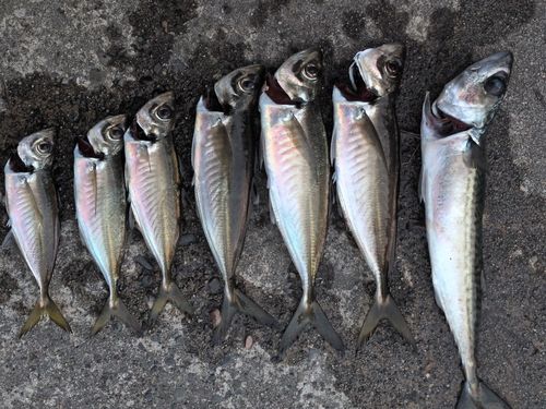 アジの釣果