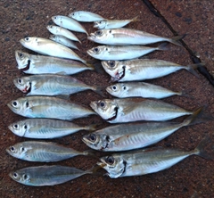 マアジの釣果