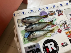 タカベの釣果